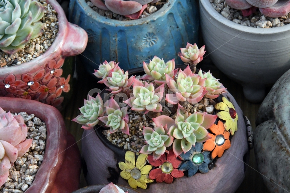 다육이,다육,다육식물,화분,식물,화초,배경,자연,plants,취미,그린,환경,키우기,아름다운,화려한,생명,생활,background,식물,자연,plants,nature