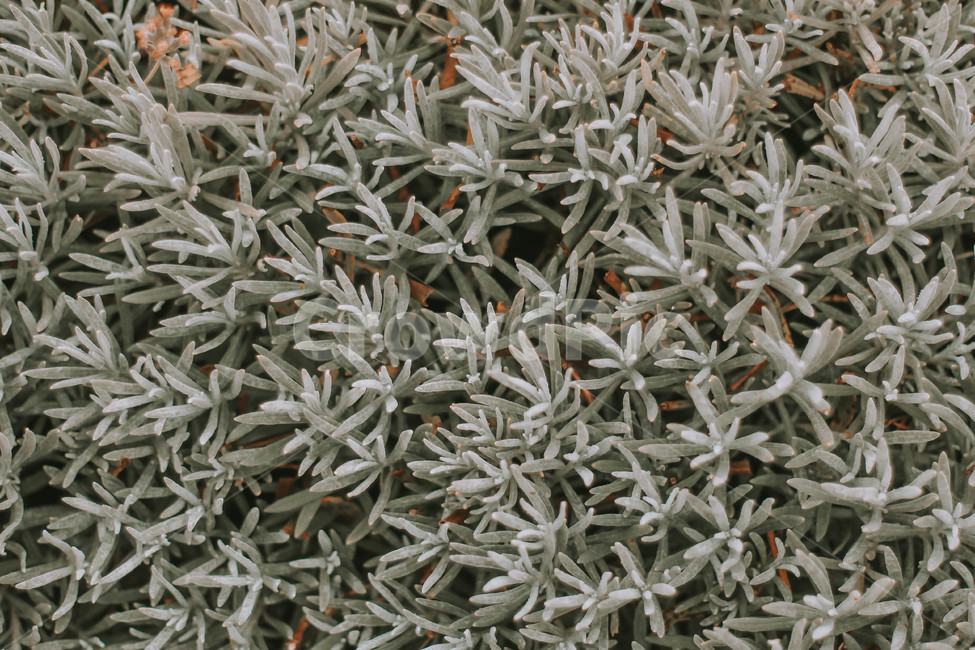 로즈마리,tree,나무,plant,식물,rosemary