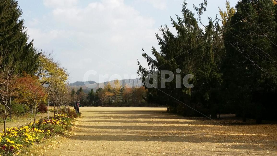 나무,식물,tree,가을,감성