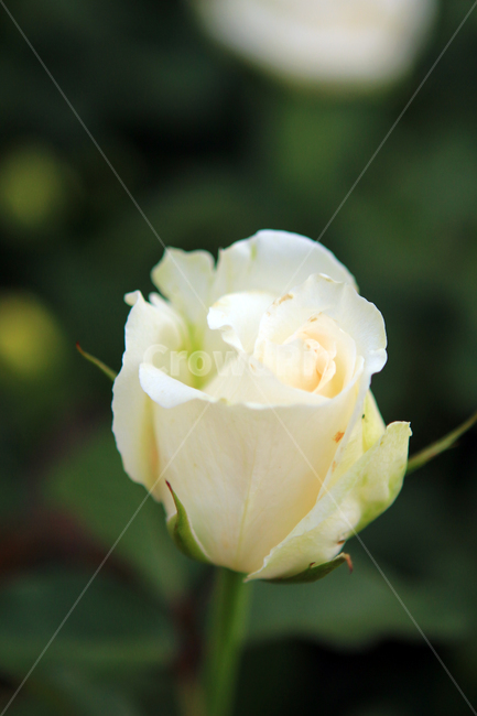 장미,꽃,flower,장미꽃,rose,꽃잎,꽃망울,꽃송이