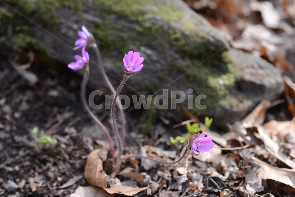 봄,꽃,봄꽃,노루귀,야생화,spring,flower,closeup,접사,근접촬영,봄,계절,spring,season,식물,자연,plants,nature,꽃,flower,plant,blossom,geranium,제라늄
