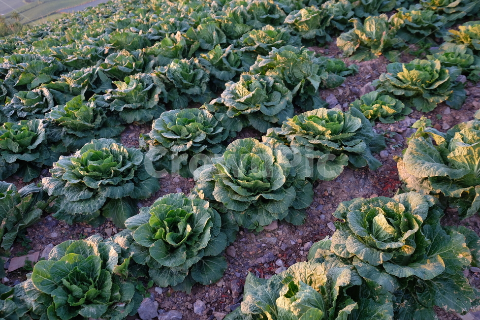 plant,식물,cabbage,food,음식,vegetable,야채,산업,industry,industrial,농업,농사,agriculture,farming,farming industry