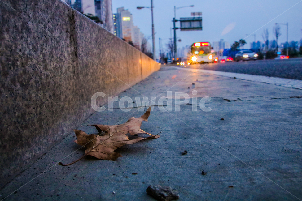 버스,정류장,낙엽,풍경,도로,가을,계절,fall,autumn,season,야경,밤,풍경,nightscape,night,landscape,교통,교통수단,traffic,transportation,plant,식물,leaf,잎