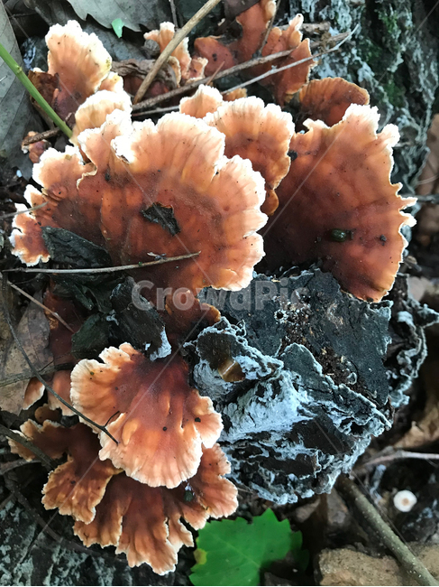 버섯,mushroom,식물,plants,자연,nature,버섯,mushroom