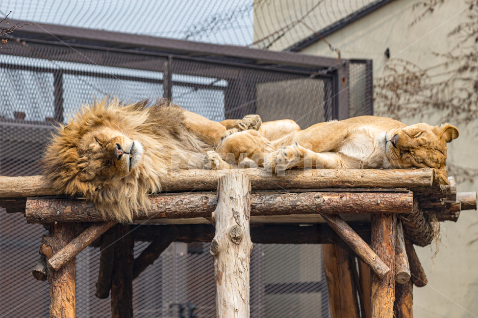 animal,wildlife,야생생물,lion,mammal,포유류,사자,숫놈,암놈,부부,나무,동물,갈기,털,동물원,휴식,수면,커플,사랑,전주동물원,동물,animal,포유류,mammal