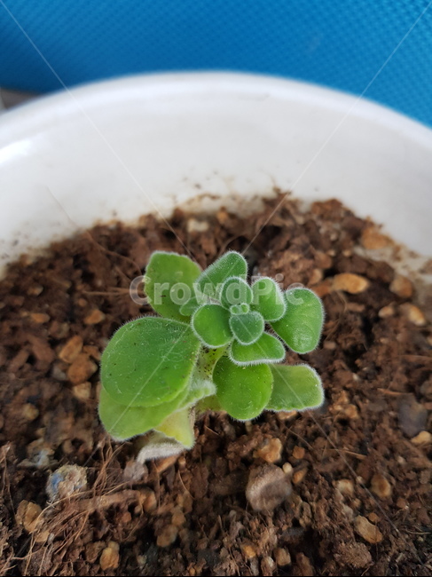 식물,plant,흙,leaf,잎