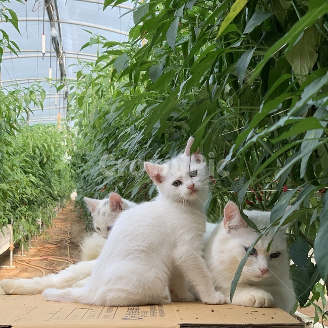 고양이,cat,애완동물,pet,반려묘,분양,동물,animal,포유류,mammal,고양이,cat,kitten,kitty
