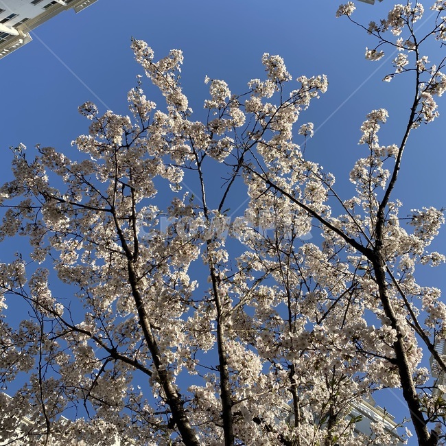 plant,식물,blossom,flower,꽃,cherryblossom,벚꽃,sakura,공원,하늘,sky