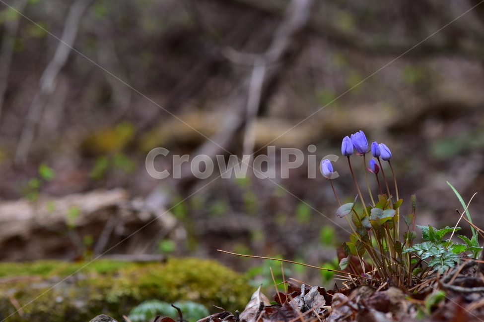 깽깽이풀,야생화,봄,꽃,풀꽃,자연,식물,식생,plants,nature,spring,season,flower
