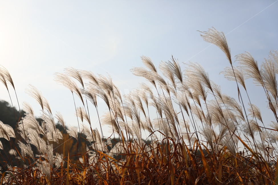 가을,억새,풍경,식물,자연,가을,계절,fall,autumn,season,식물,자연,plants,nature,plant,grass,잔디,lawn,reed,갈대