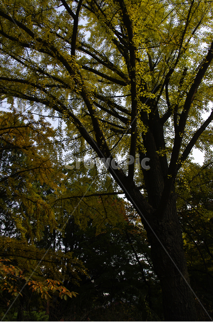 가을,단풍,나무,식물,plant,자연,nature,가을,계절,fall,autumn,season,tree,tree trunk,나무 줄기