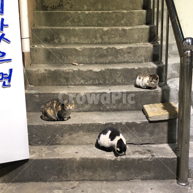 동물,고양이,길고양이,일상,분위기,계단,난간,야생동물