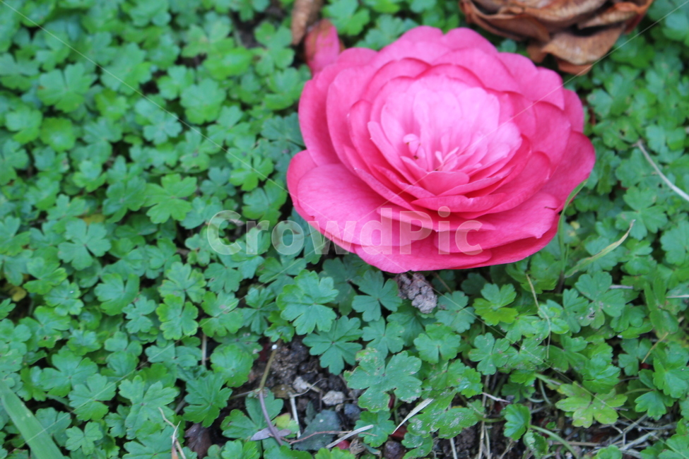 동백,꽃잎,꽃,잔디,네잎클로버,세잎클로버,분홍,식물,자연,plants,nature,꽃,flower