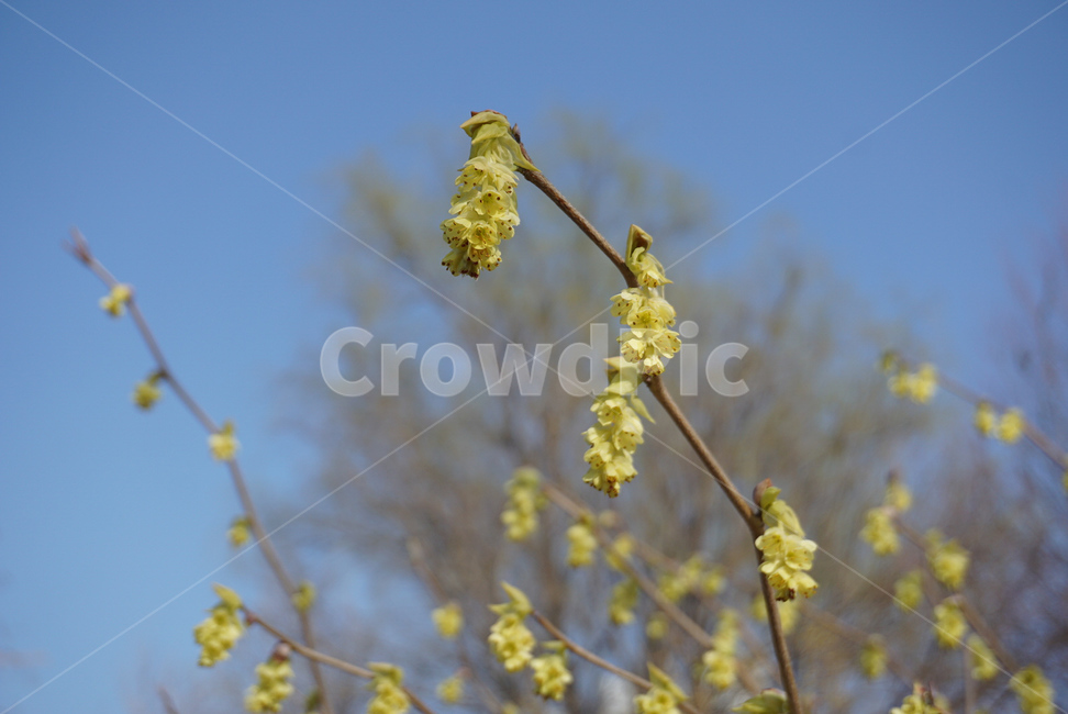 산수유나무,산수유꽃,꽃,식물,노란꽃,봄,계절,spring,season,식물,자연,plants,nature,꽃,flower,plant