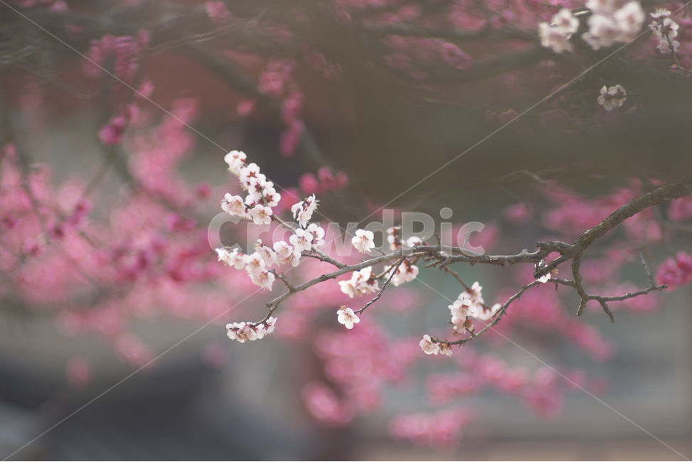 매화,홍매화,봄꽃,감성꽃사진,새봄,봄,계절,spring,season,식물,자연,plants,nature,꽃,flower,감성,sensible,feeling,plant,blossom