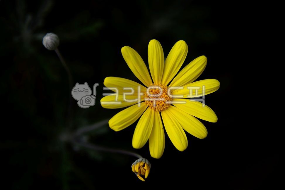 plant,유리오프스,국화과,노랑,노란색,꽃,접사,식물,식물,자연,plants,nature