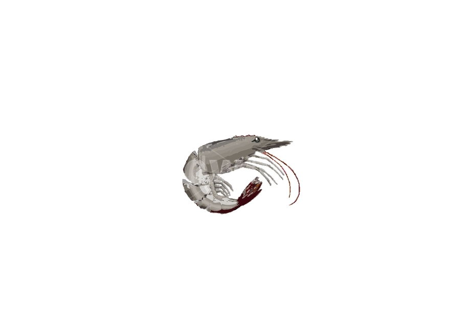 일러스트,새우일러스트,해산물일러스트,새우,해산물,그래픽,일러스트레이션,graphic,illustration