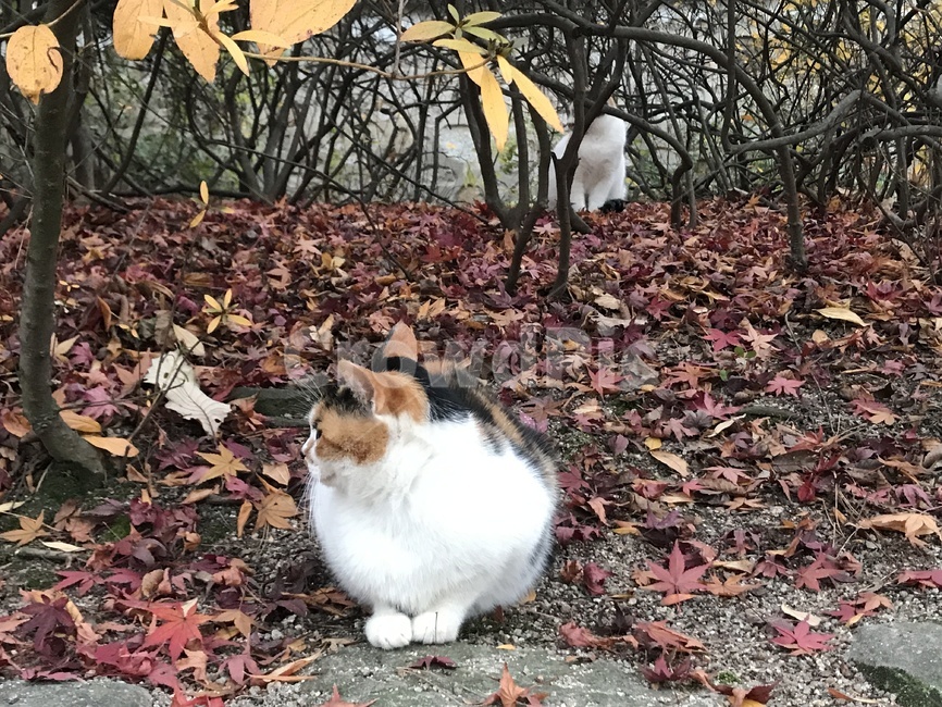 고양이,길고양이,삼색고양이,식빵고양이,가을,낙엽,가을,계절,fall,autumn,season,동물,animal,포유류,mammal,고양이,cat,kitten,kitty,leaf,잎,plant,식물,fowl,새,poultry,가금류,bird,chicken,치킨