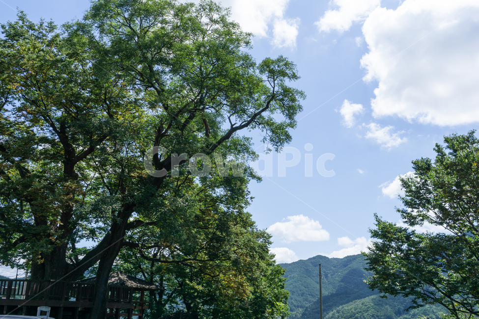 자연,경관,풍경,초록,활기,생동감,자연,풍경,nature,landscape,tree,나무,plant,식물,tree trunk,나무 줄기