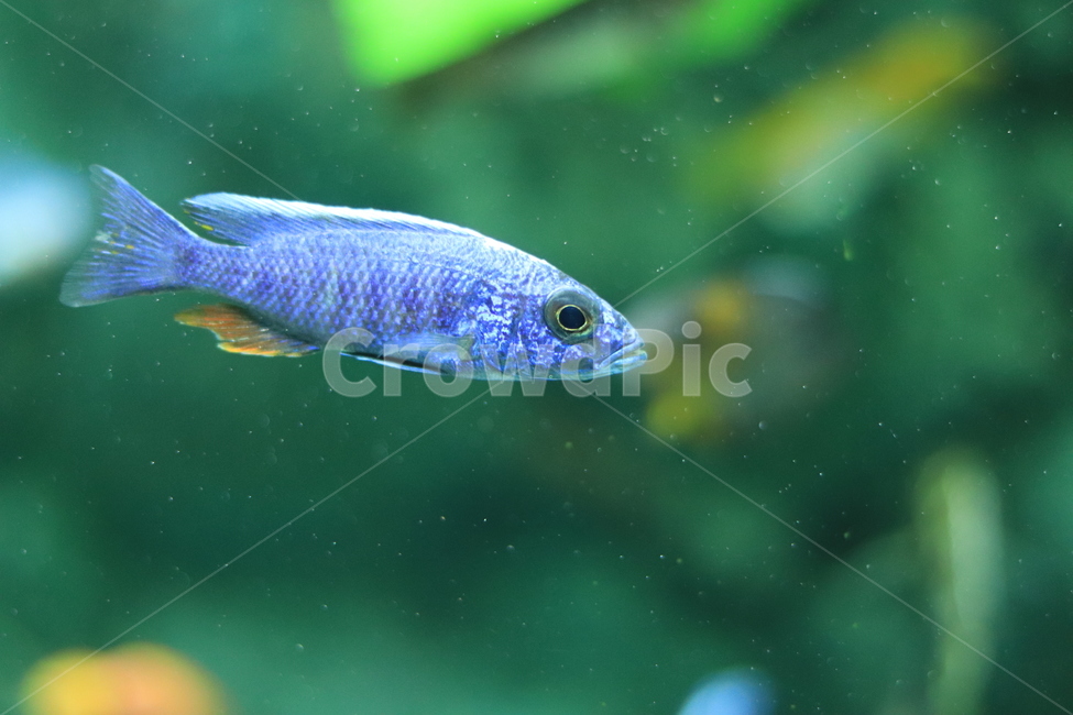 관상어,수족관,생선,열대어,관상용,animal,동물,fish,물고기,aquatic,물,water,물의,동물,animal,어류,물고기,fish
