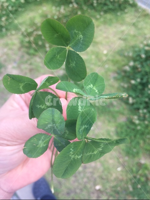 네잎크로버,네입크로버,토끼풀,행운,토끼,식물,자연,plants,nature,사람,인물,인간,human,person,신체일부,몸,body