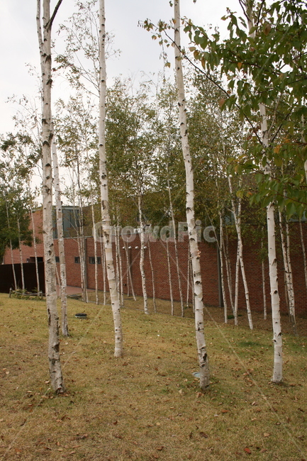 공원,나무,풍경,식물,plant,자작나무,자연,풍경,nature,landscape,tree