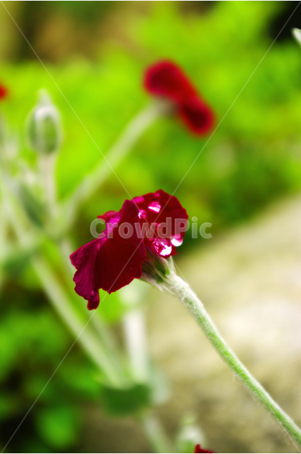우단동자,식물,꽃,flower,color,자연,nature,식물,자연,plants,nature,꽃,flower