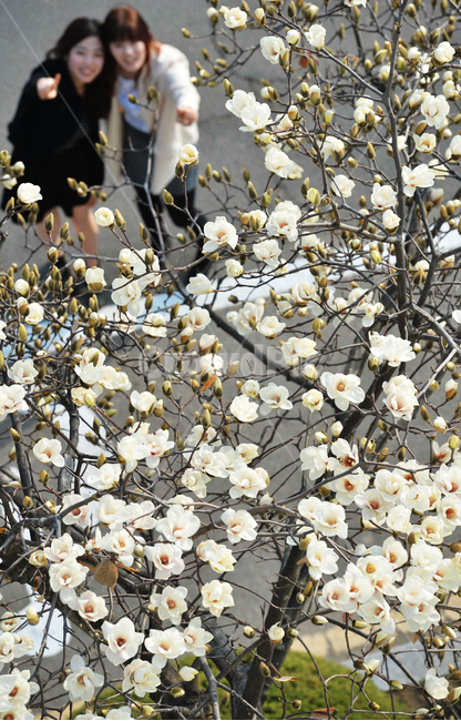 봄,목련,꽃,flower,magnolia,spring,봄,계절,spring,season,식물,자연,plants,nature,꽃,flower,사람,인물,인간,human,person,여성,여자,woman,female,lady,친구,우정,friendship,companion,plant