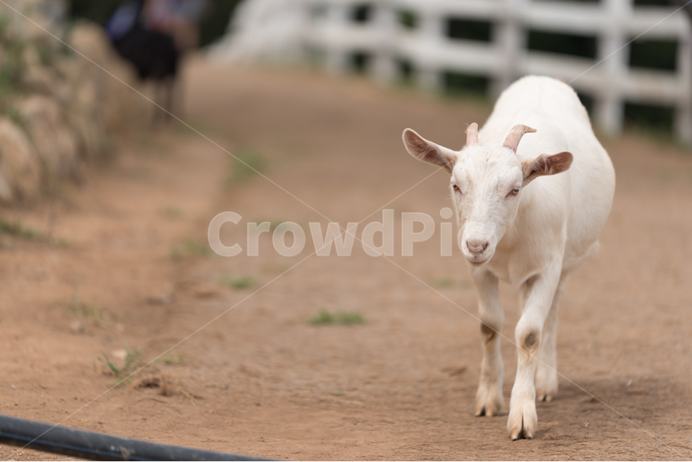 염소,동물,목장,가축,고트,동물,animal,포유류,mammal,산업,industry,industrial,목축업,목장,livestock farming,ranching,pasture