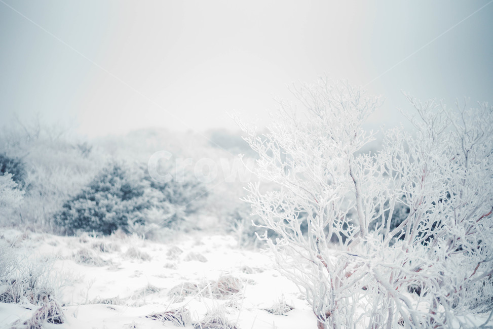 자연,얼음,눈,snow,겨울,겨울,계절,winter,season