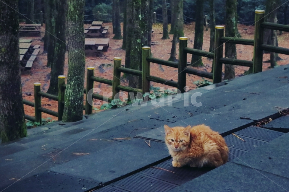 제주도,풍경,고양이,한라수목원,아기고양이,동물,animal,포유류,mammal,고양이,cat,kitten,kitty