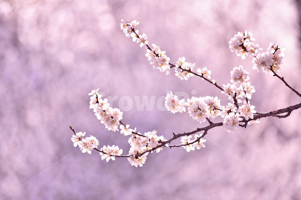 살구꽃,분홍색,봄꽃,관상용,꽃,석양,플라워,나무꽃,배경,백그라운드,springflowers,flowers,season,시즌,계절,plant,식물,봄배경,야외,옥외,아웃도어,blossom,봄,계절,spring,season,식물,자연,plants,nature