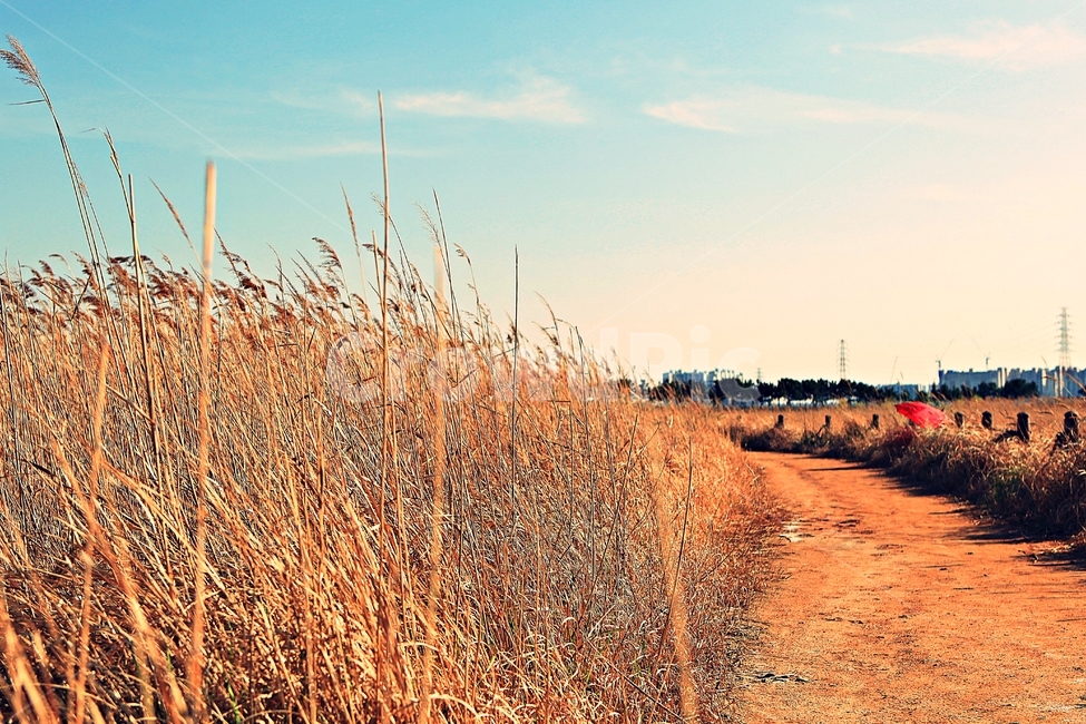 갈대,생태공원,빨강우산,갈대숲길,풍경,자연,배경,가을,계절,fall,autumn,season,plant,식물,grass,잔디,road,도로,gravel,자갈,dirt road,흙길