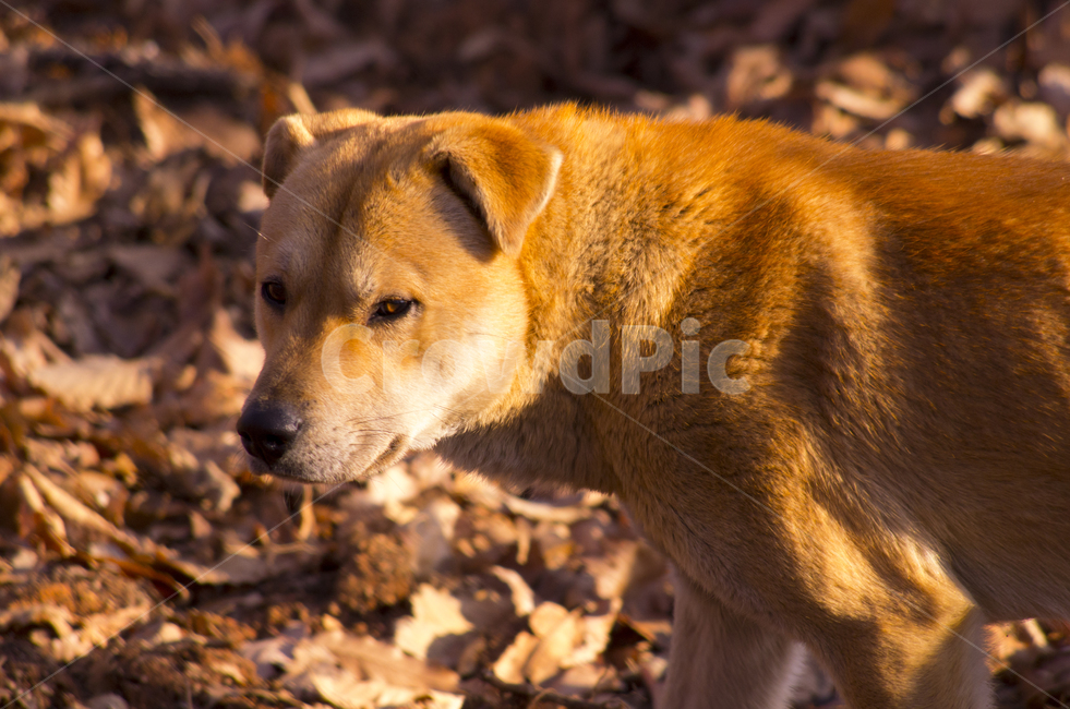 개,황구,강아지,낙엽,동물,가축,누렁이,dog,animal,doggy,cute