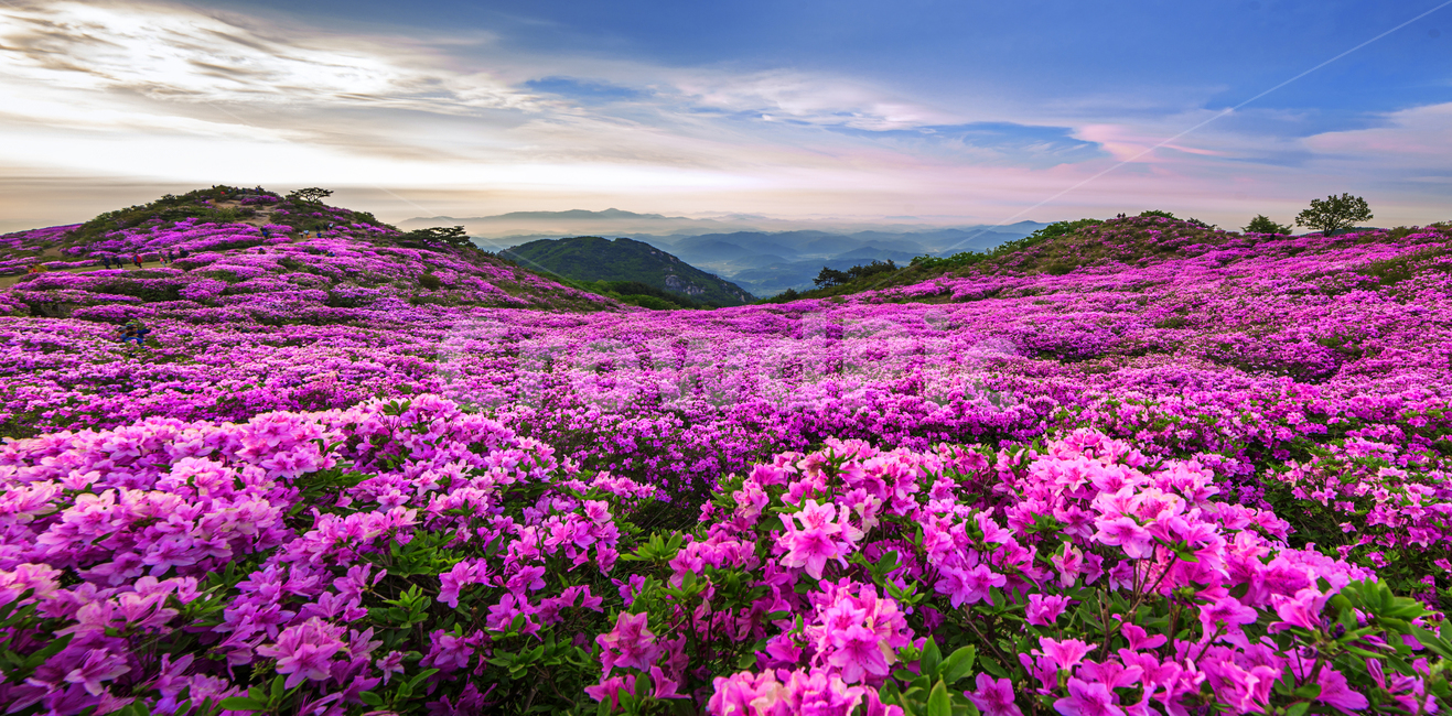 황매산,경남관광,합천,산청,철쭉제,봄,분홍물결,산상화원,일출,자연,풍경,nature,landscape,flower,꽃,geranium,제라늄,blossom,plant,식물