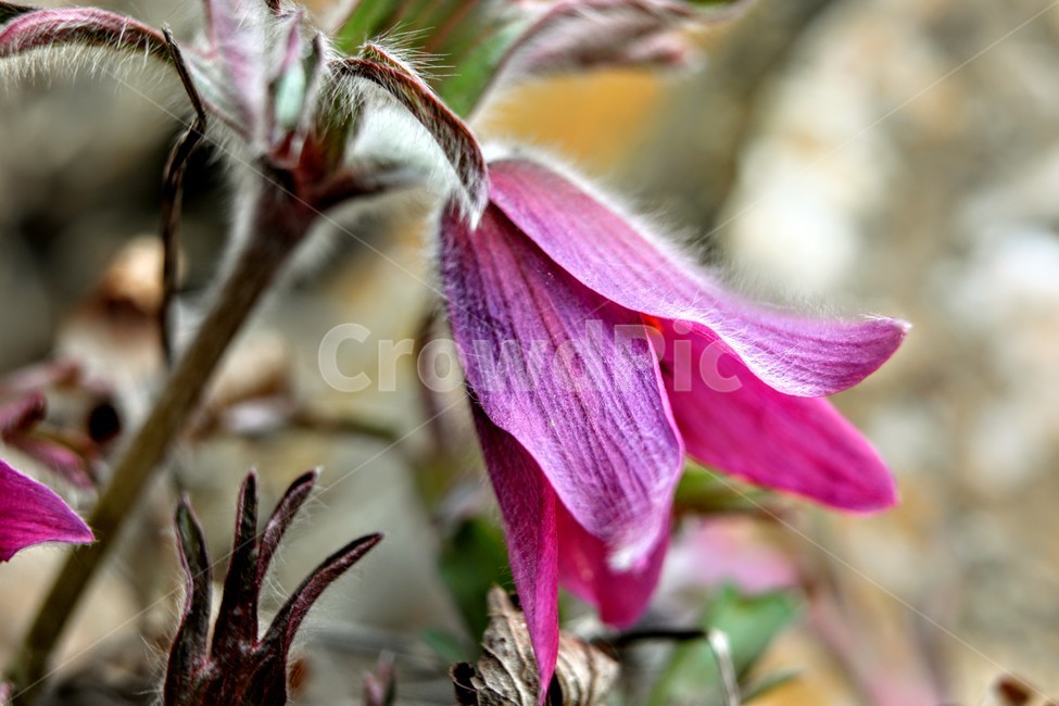 할미꽃,노랑,연분홍,꽃잎,동강,식물,자연,plants,nature,꽃,flower