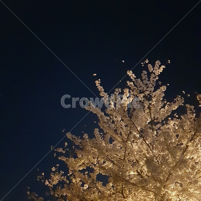벚꽃,봄,꽃,밤,밤하늘,풍경,자연,감성,야경,핑크,검정,어두운,봄,계절,spring,season,야경,밤,풍경,nightscape,night,landscape