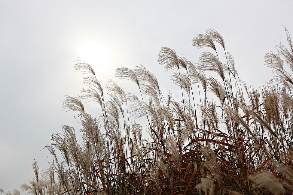 갈대,억새,잡초,식물,풍경,풀,자연,공원,하늘,흐림,가을,계절,fall,autumn,season,grass,잔디,plant,lawn,reed