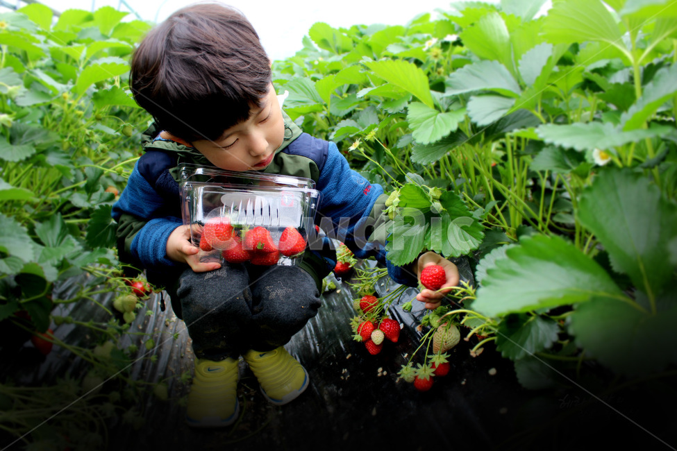 꽃,봄,딸기,아이,딸기밭,사람,인물,인간,human,person,어린이,어린아이,child,children,kid,산업,industry,industrial,농업,농사,agriculture,farming,farming industry