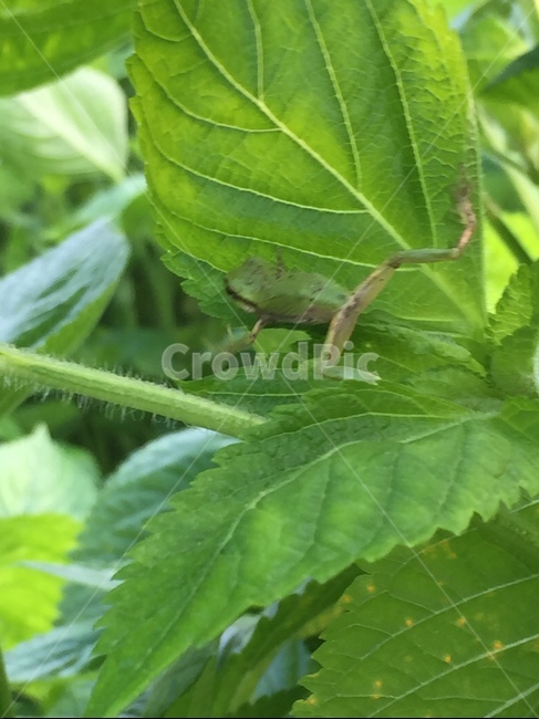 개구리,청개구리,시골,양서류,깻잎,동물,animal,파충류,양서류,reptile,amphibian