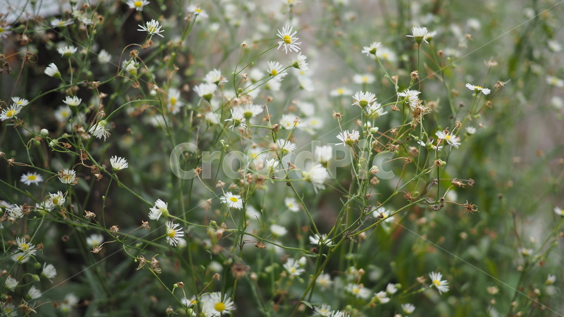 야생화,꽃,야생식물,wildflower,flower