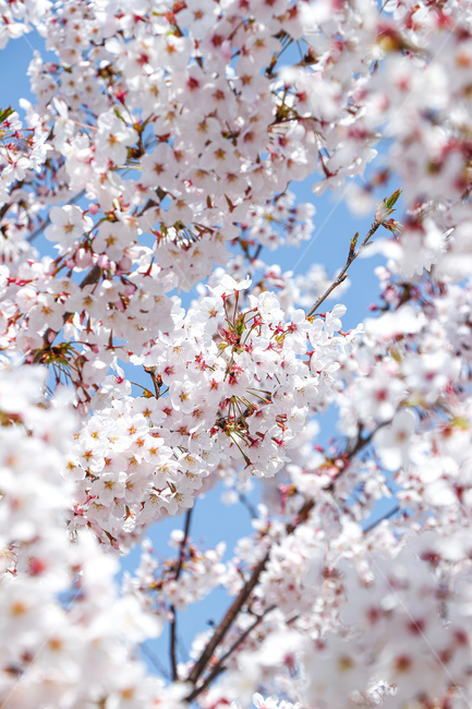 꽃,flower,벚꽃,blossom,plant,식물