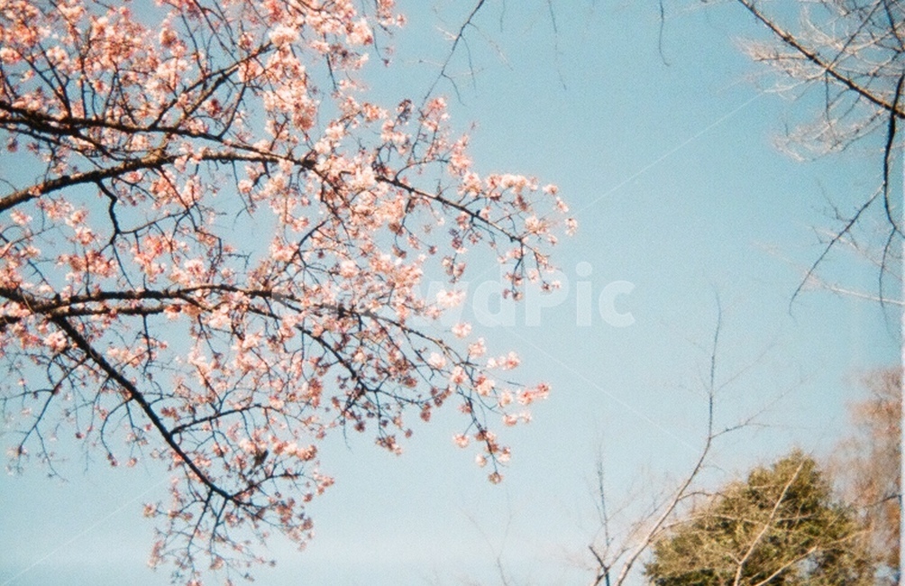 벚꽃,하늘,분홍,필름카메라,꽃