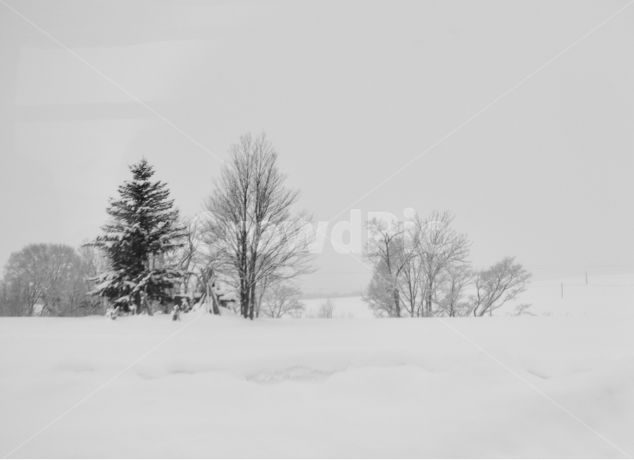 삿포로,겨울,눈,경치,설경,일본,호카이도,겨울,계절,winter,season,자연,풍경,nature,landscape,흑백,모노톤,monochrome,black and white,outdoors,옥외,snow,blizzard,눈보라,storm,폭풍