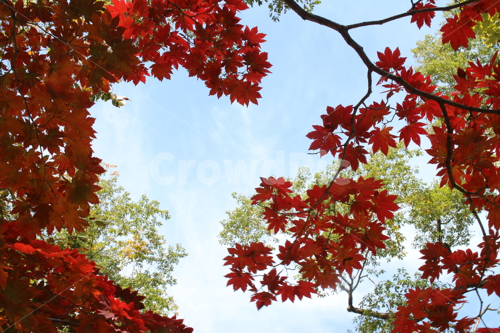 가을,단풍,단풍잎,가을하늘,koreanlandscape