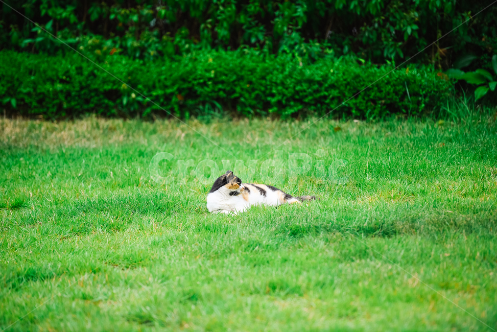 고양이,캣,냥냥이,길고양이,삼색이,치즈냥,냥,cat,동물,동물,animal,포유류,mammal,고양이,cat,kitten,kitty