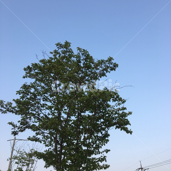 풍경,꽃,나무,배경,도로