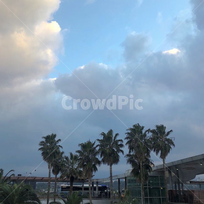weather,날씨,nature,자연,outdoors,옥외,공항,야자수,하늘,구름
