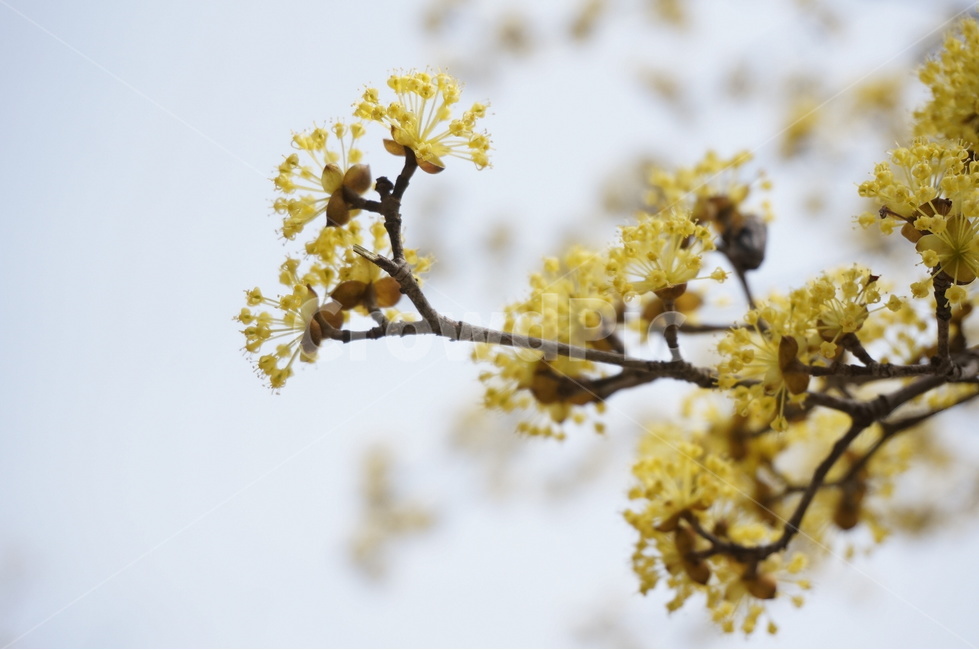 산수유,산수유나무,산수유꽃,노란색꽃,봄꽃,봄나무,식물,자연,plants,nature,꽃,flower