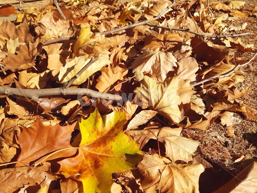 가을,감성,자연,풍경,풍경사진,지연사진,낙엽사진,낙엽,fall,photography,monotone,스냅,스냅사진,snap,photo,가을,계절,fall,autumn,season,식물,자연,plants,nature,plant,leaf,잎,tree,나무